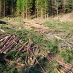 As Green Policies Cause Energy Prices To Explode Deforestation In Europe Accelerates - Romainia