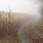 Climate