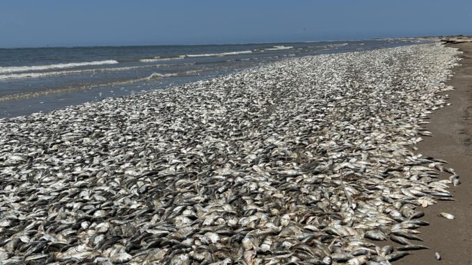Dead fish wash up on Texas Gulf Coast due to low oxygen