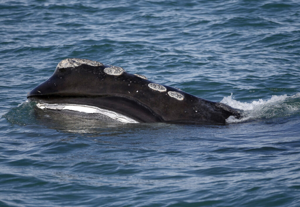 Whales