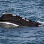 Whales