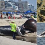 dead whales
