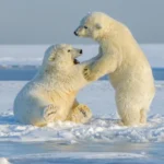 Climate