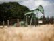Oil
