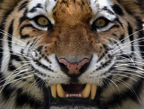 Russias Far East is home to the Amur tiger -energynewsbeat.com - Photo-Vano Shlamov - Getty