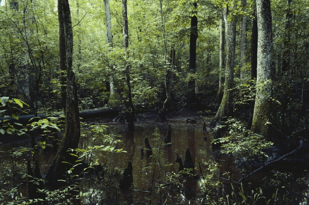 Swamp - Bloomberg - ENB