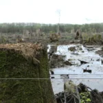 forests