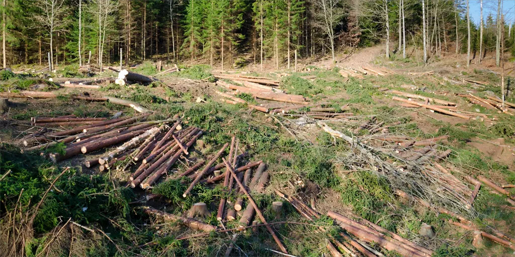 As Green Policies Cause Energy Prices To Explode Deforestation In Europe Accelerates - Romainia