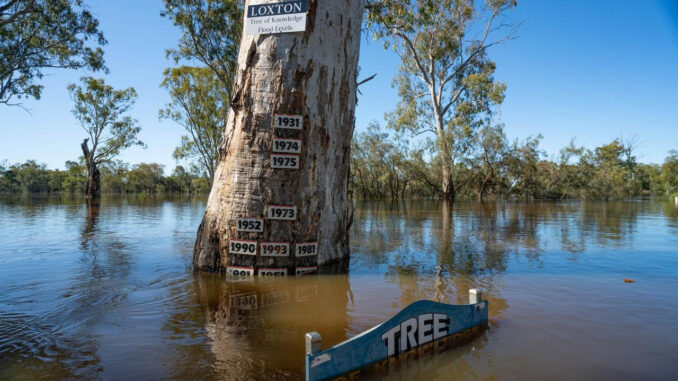 Picture of tree at centre of furious flood debate