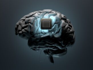 brain