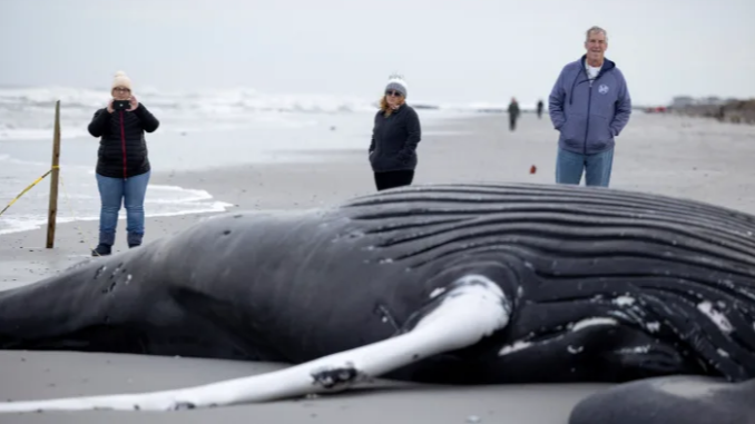 Dead whales and tough economics bedevil Biden's massive wind energy push