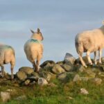 Northern Ireland Assembly’s first climate act will require the farming sector to reach net-zero carbon emissions by 2050