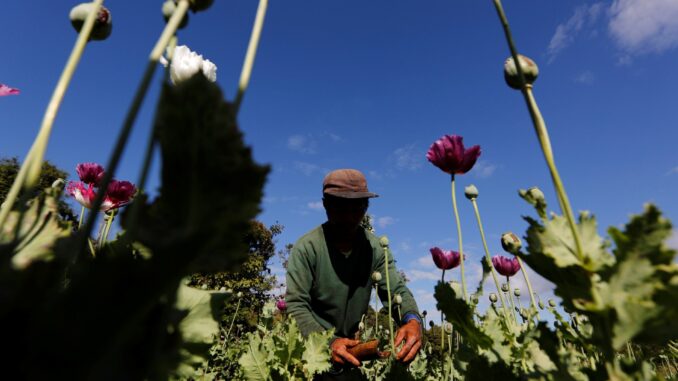 Myanmar overtakes Afghanistan as world’s top opium producer: UN Myanmar