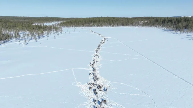 In Sweden, Clean Energy Is Coming for the Reindeer Sweden