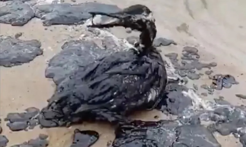 Oil