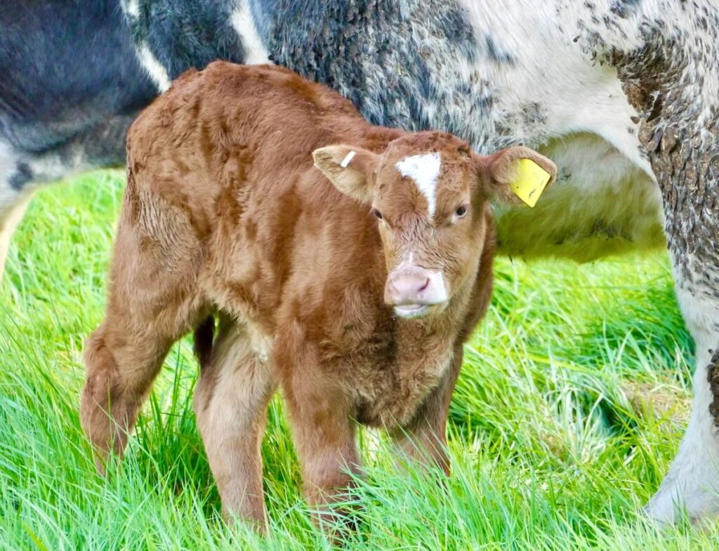 Methane